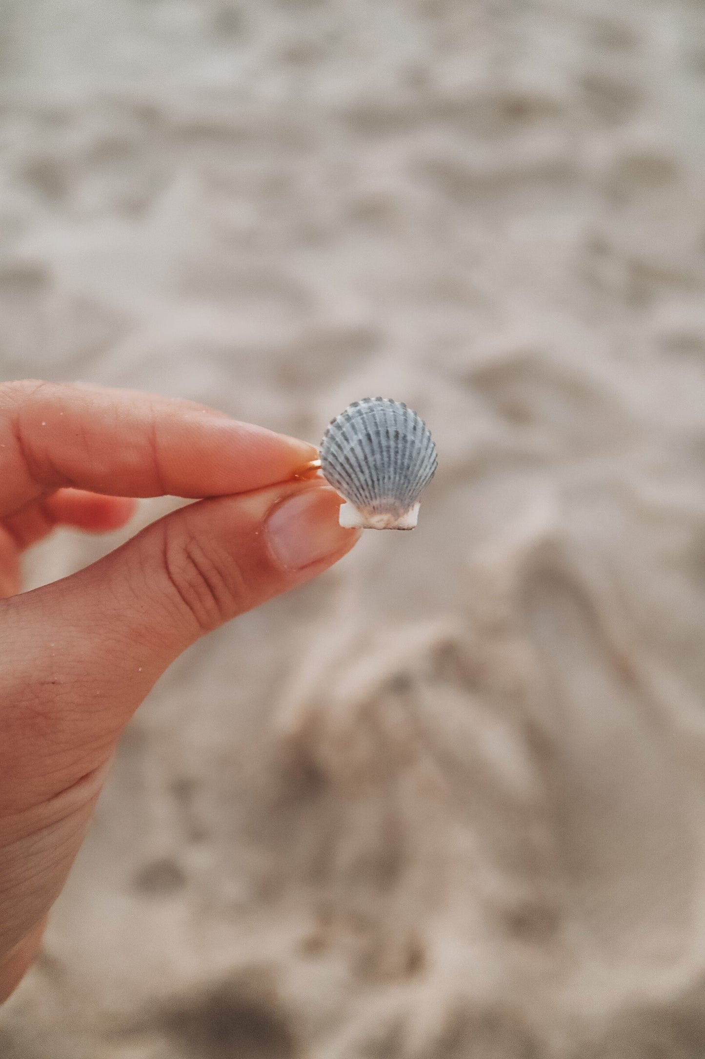 By the Seashore Scallop Adjustable Ring